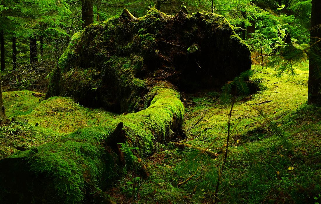 Odpoczynek w lesie